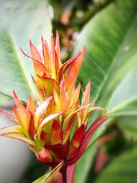 Close-up of red plant