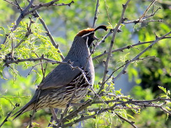 Low angle view of bird perching on tree