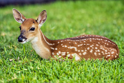 Close-up of deer on field