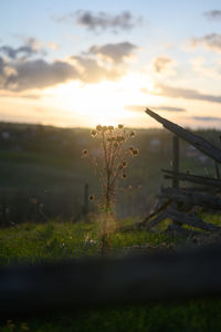 Close-up of plant on field against sky during sunset
