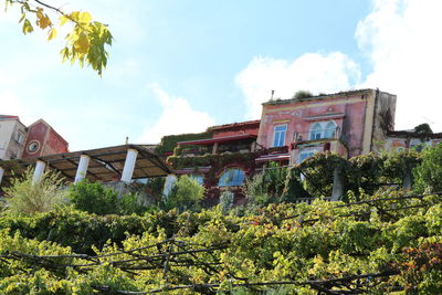 Low angle view of plants against sky