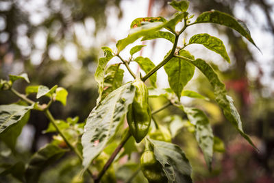 Close-up of fresh green leaves
