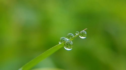 Close-up of water drops on grass