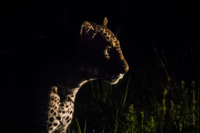 Leopard on field