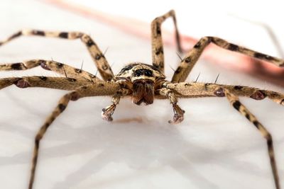 Close-up of spider on surface