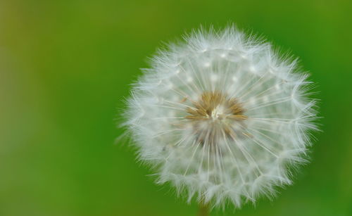 Close-up of dandelion