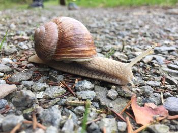 Close-up of snail