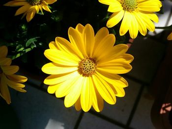 Close-up of yellow flower