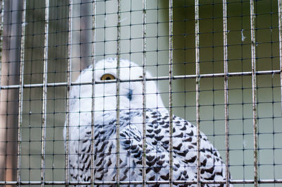 Close-up of parrot in cage