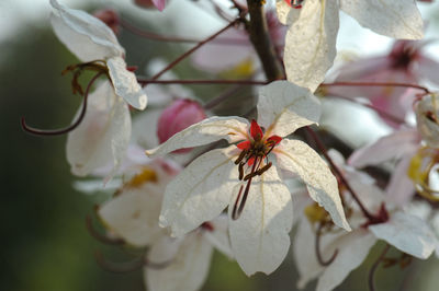 Close-up of insect on white flower