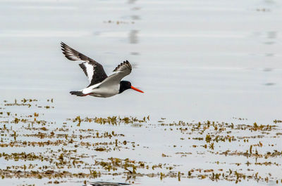 Bird flying over lake