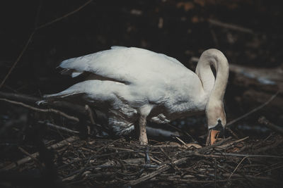 Close-up of birds in nest