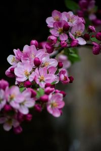 Close-up of pink flowers