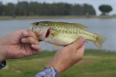 Close-up of hand holding fish