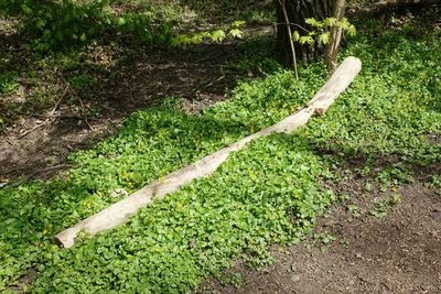 Plants growing on field