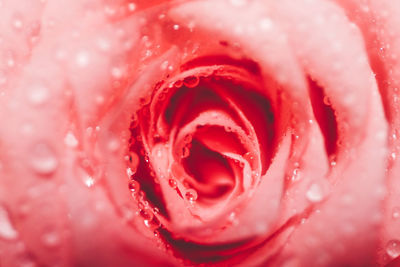 Close-up of pink rose