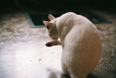 Side view of a cat