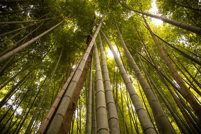 Low angle view of bamboo trees in forest