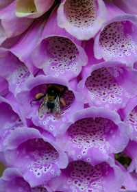 Close-up of bee pollinating on pink flower