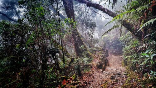 Trees growing in forest