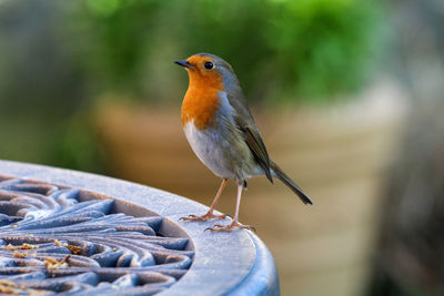 Close-up of robin perching on wood