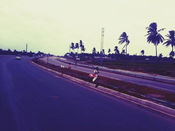 Palm trees along road