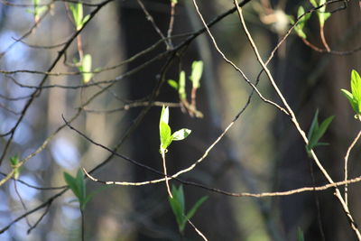 Close-up of insect perching on branch
