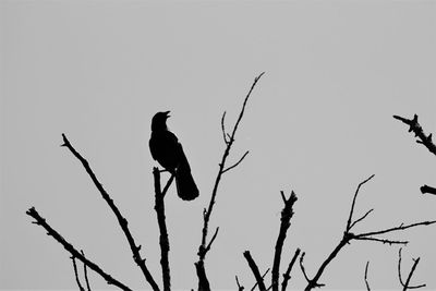 Low angle view of silhouette bird perching on branch against clear sky