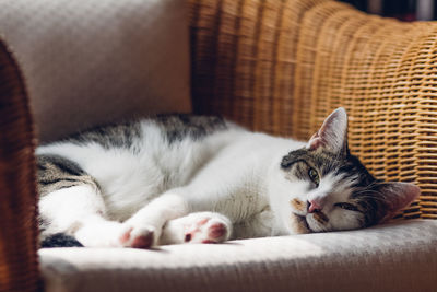 Cat sleeping on sofa at home