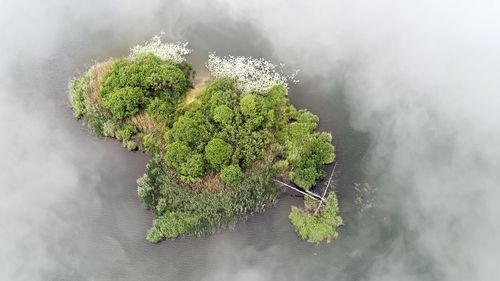 High angle view of plant on tree