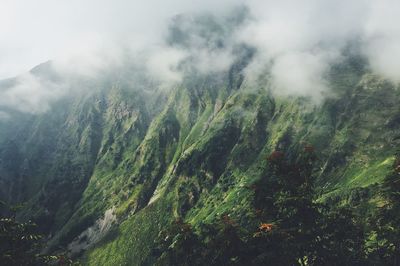 Scenic view of forest against sky