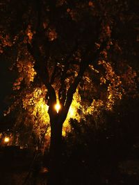 Close-up of tree against sky at night