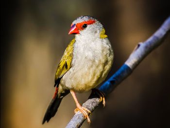 Close-up of bird perching on branch