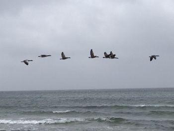 Seagulls flying over sea against sky