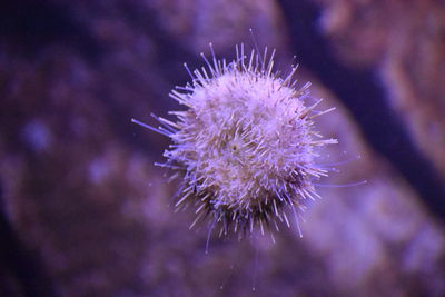 Close-up of purple flowering plant against sea