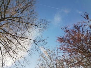 Low angle view of bare trees against blue sky