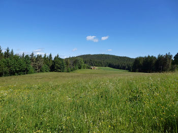 Scenic view of trees on field against blue sky