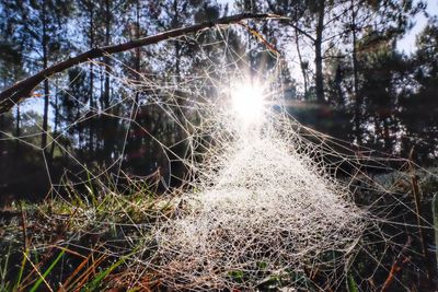 Sun shining through trees in forest