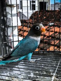 Close-up of parrot in cage