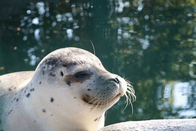 Close-up of an animal