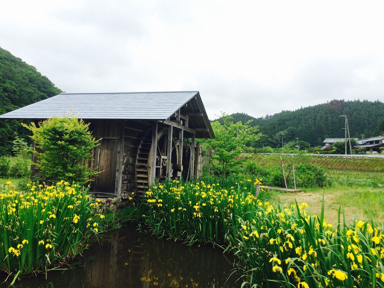 flower, plant, growth, built structure, architecture, sky, building exterior, nature, beauty in nature, cloud - sky, house, freshness, green color, field, tranquility, water, day, tranquil scene, outdoors, no people