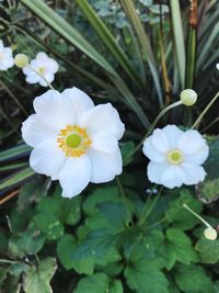 Close-up of white flowers blooming outdoors