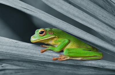 Close-up of lizard on wood