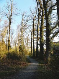 Trees growing in forest