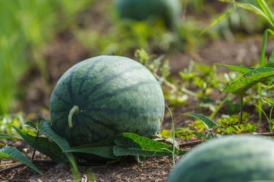 Close-up of fruit growing on field