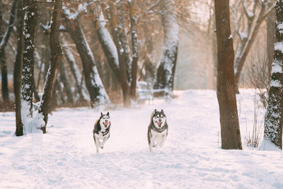 Dogs walking on snow covered field