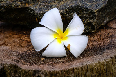 Close-up of white frangipani on rock