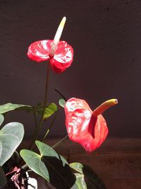 Close-up of red flower