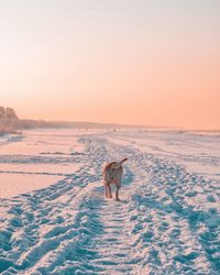 Dog walking on snow covered beach during sunset