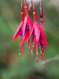 Close-up of red flowers against blurred background